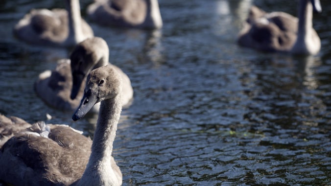 Cygnets on the lake at Tredegar House, Newport